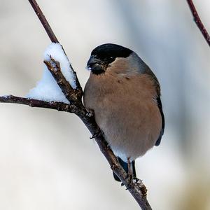 Eurasian Bullfinch