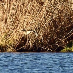 Great Bittern