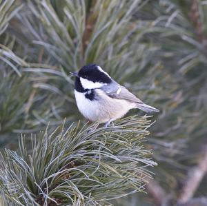 Coal Tit