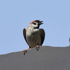 Eurasian Tree Sparrow