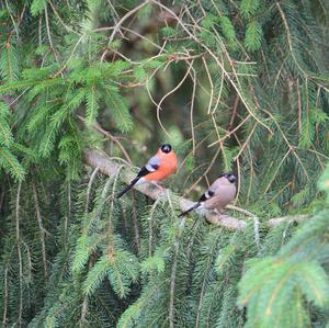 Eurasian Bullfinch