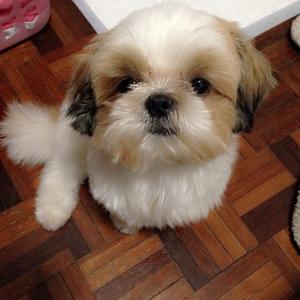 Shih Tzu