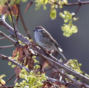 Eurasian Tree Sparrow