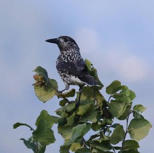 Spotted Nutcracker