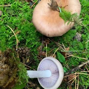 Wood Blewit