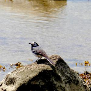 White Wagtail