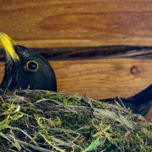 Eurasian Blackbird