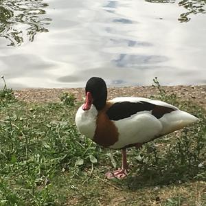Common Shelduck