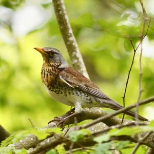 Fieldfare