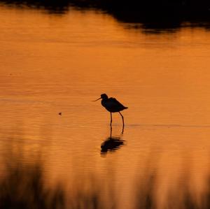 Pied Avocet