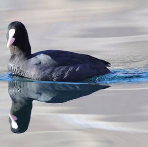 Common Coot