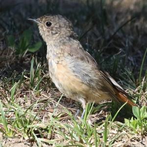 Common Redstart