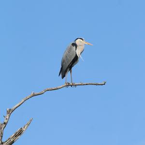 Grey Heron