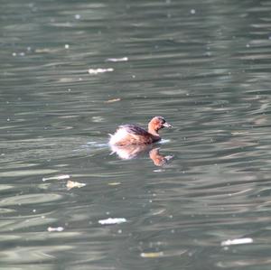 Little Grebe