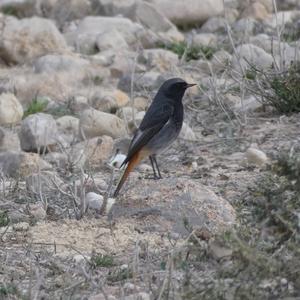 Black Redstart