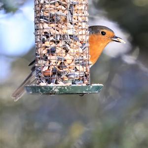 European Robin