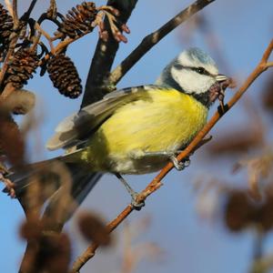 Blue Tit