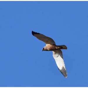 Western Marsh-harrier