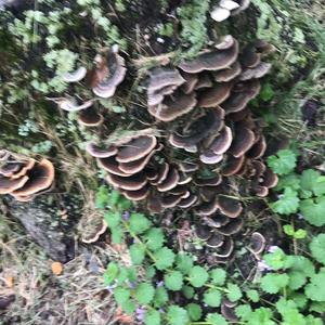 Turkey-tail