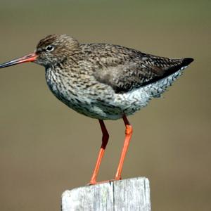 Common Redshank