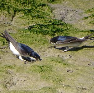 Northern House-martin