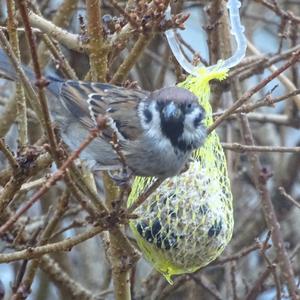 Eurasian Tree Sparrow