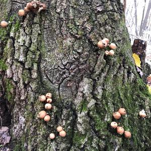 Stump Puffball