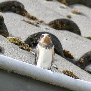 Barn Swallow