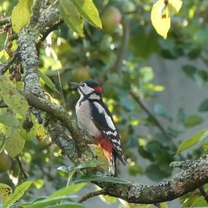 Great Spotted Woodpecker