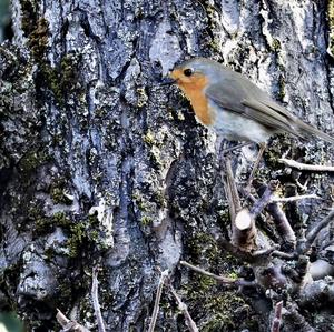 European Robin