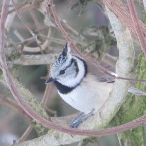 Crested Tit