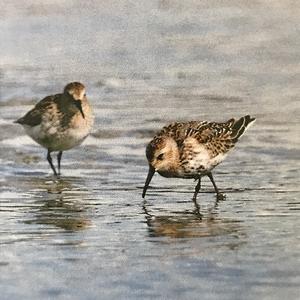 Dunlin