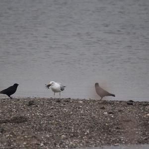 Herring Gull