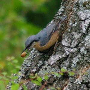 Wood Nuthatch