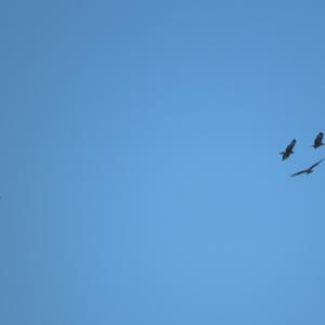 Common Buzzard