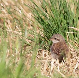 Red-backed Shrike