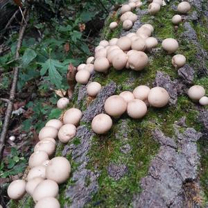 Stump Puffball