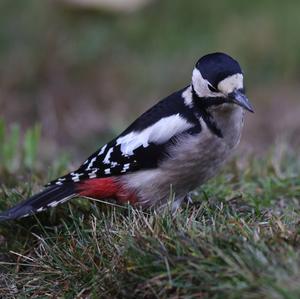 Great Spotted Woodpecker