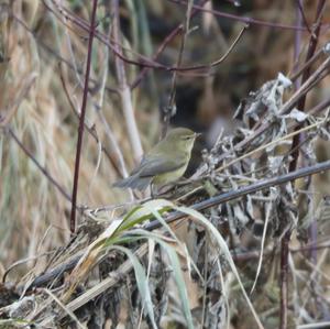 Common Chiffchaff