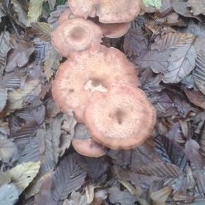 Oak Milk Cap