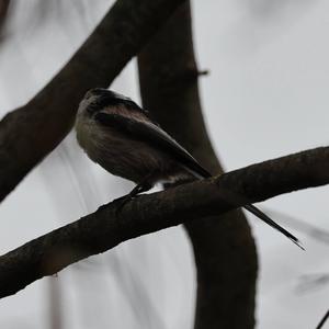 Long-tailed Tit