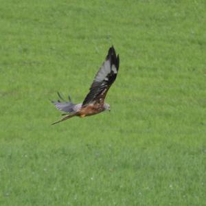 Red Kite