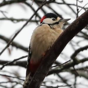 Great Spotted Woodpecker