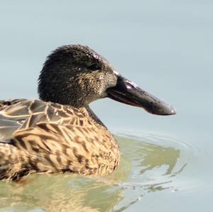 Red Shoveler