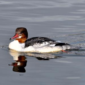 Common Merganser