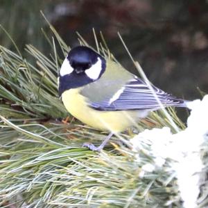 Great Tit