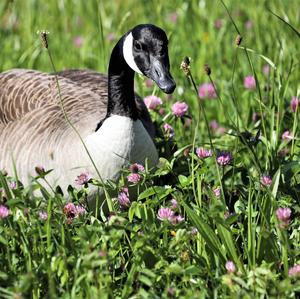 Canada Goose