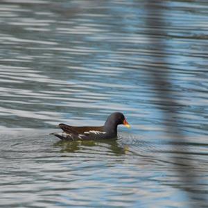 Common Moorhen