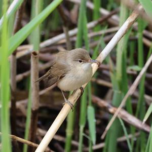 Eurasian Reed-warbler