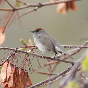 Blackcap